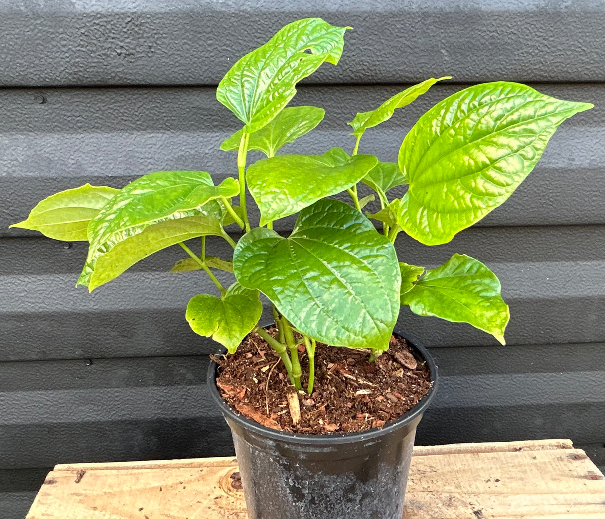 Thai Pepper Leaf Plant