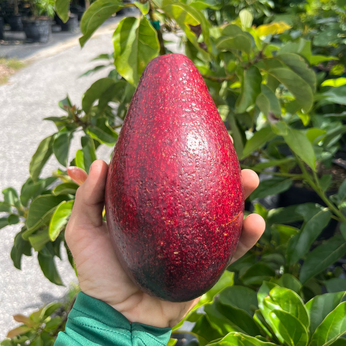 Avocado Hass Grafted Plant Fruit Tree Tall 20 inchs Avocado Hass Grafted Plant Fruit Tree Tall 20 inchs