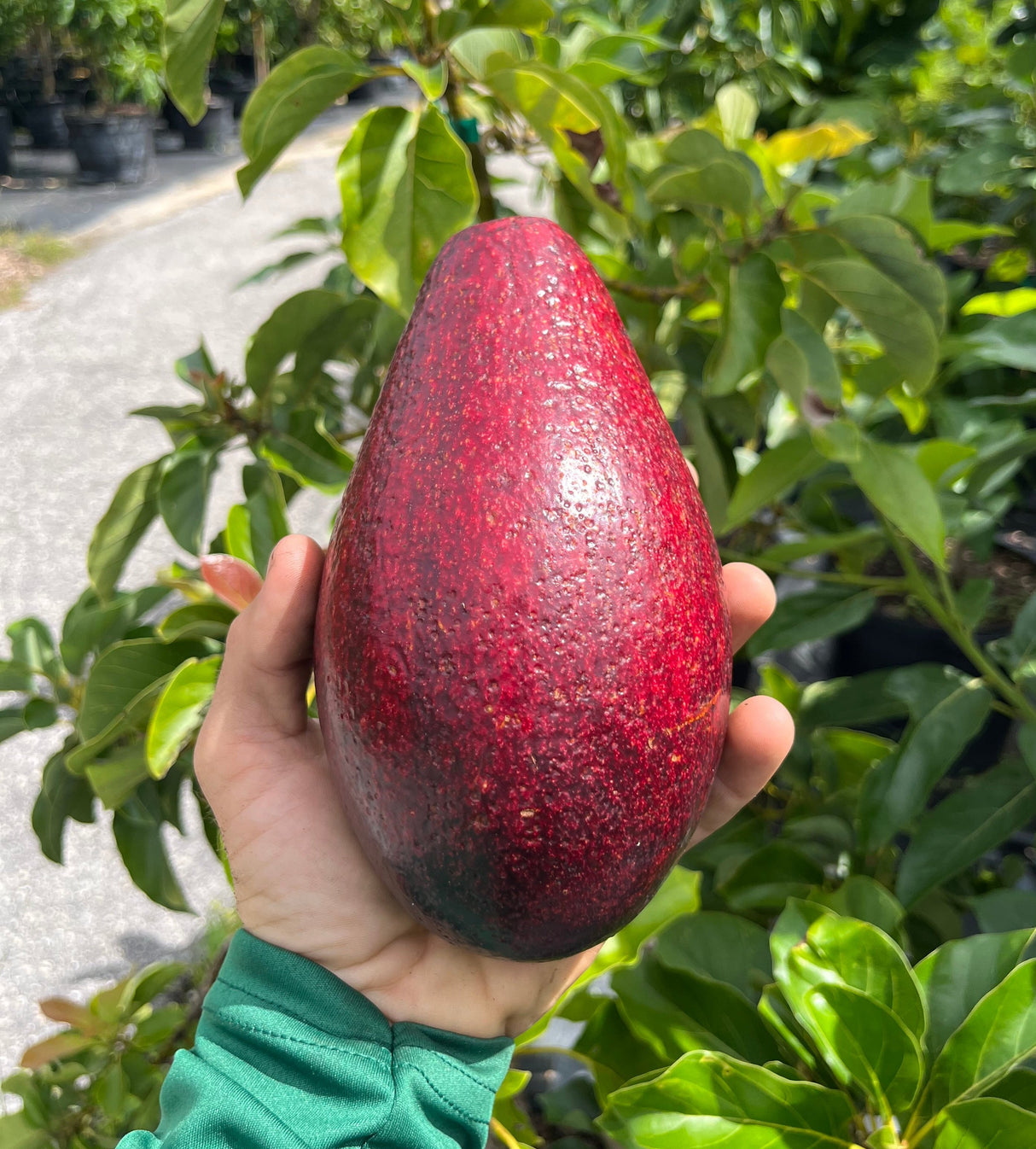 Avocado Tree ‘Thomson Red’