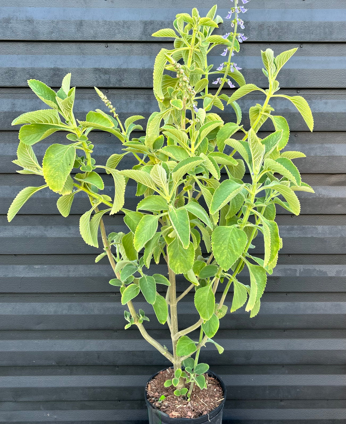Toilet Paper Plant