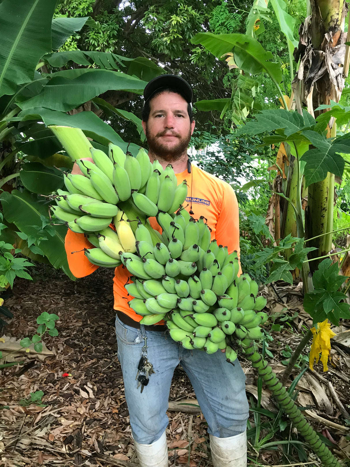 Banana Plant 'Tall Namwa'