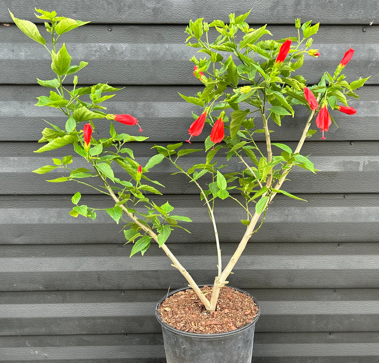 Turk’s Cap Hibiscus - Red Flower