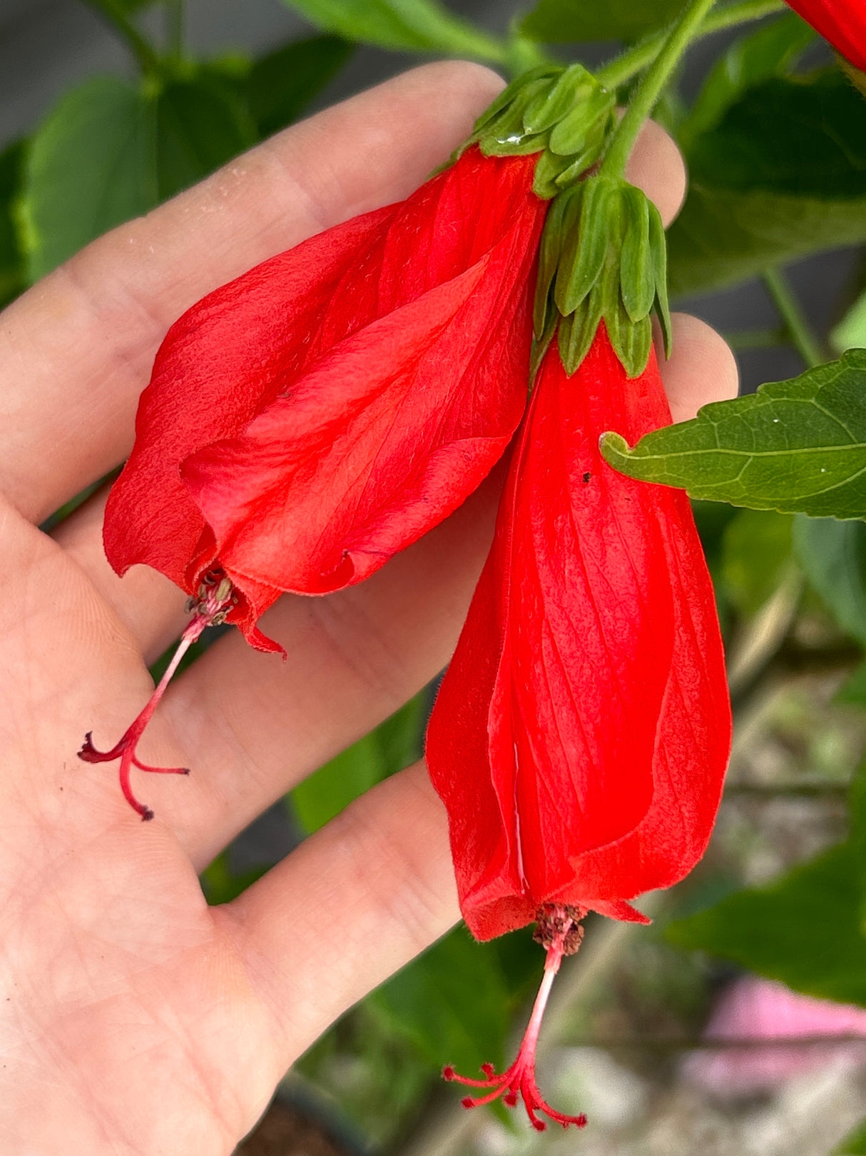 Turk’s Cap Hibiscus - Red Flower