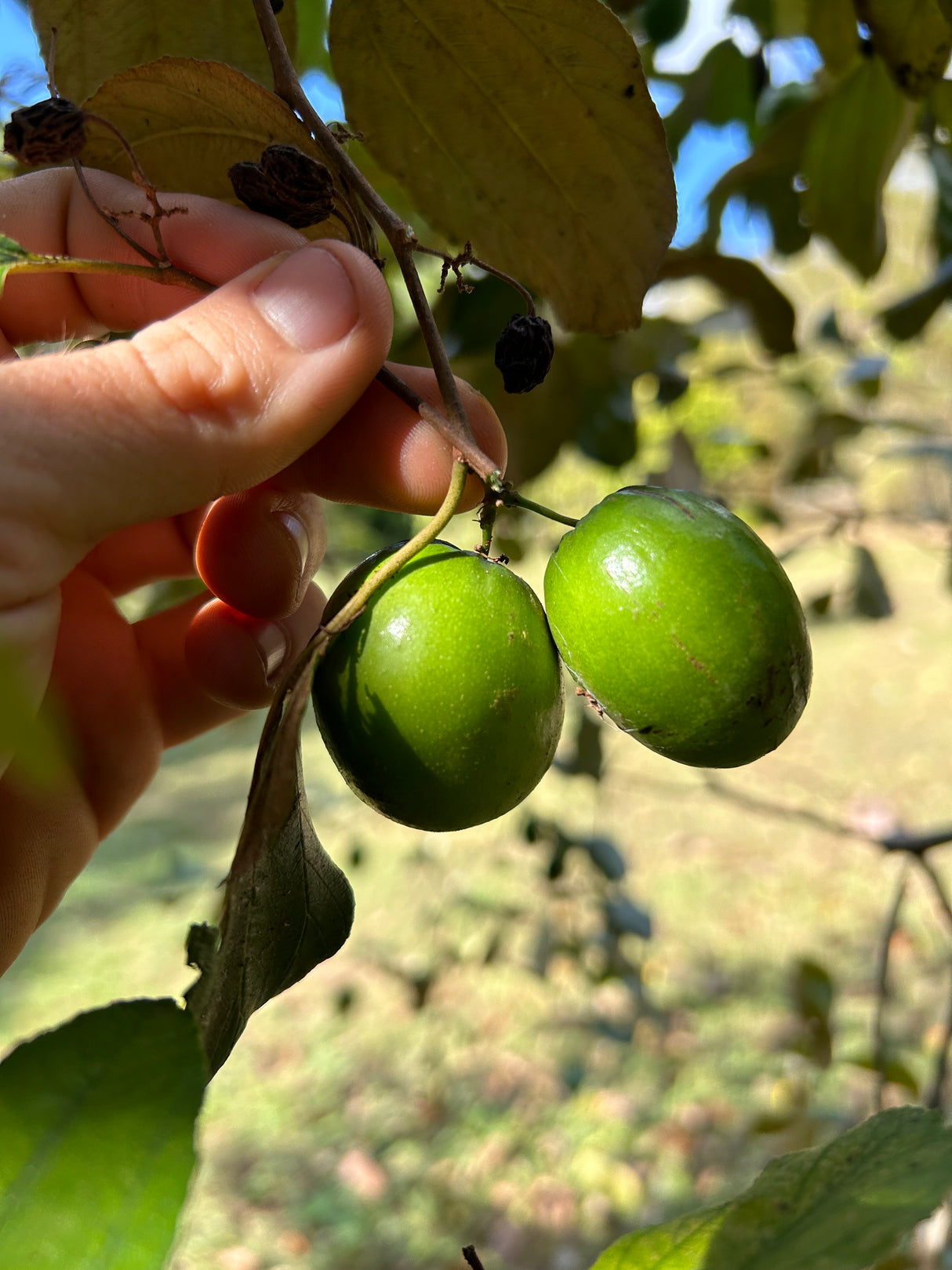Jujube Tree - Thai Giant