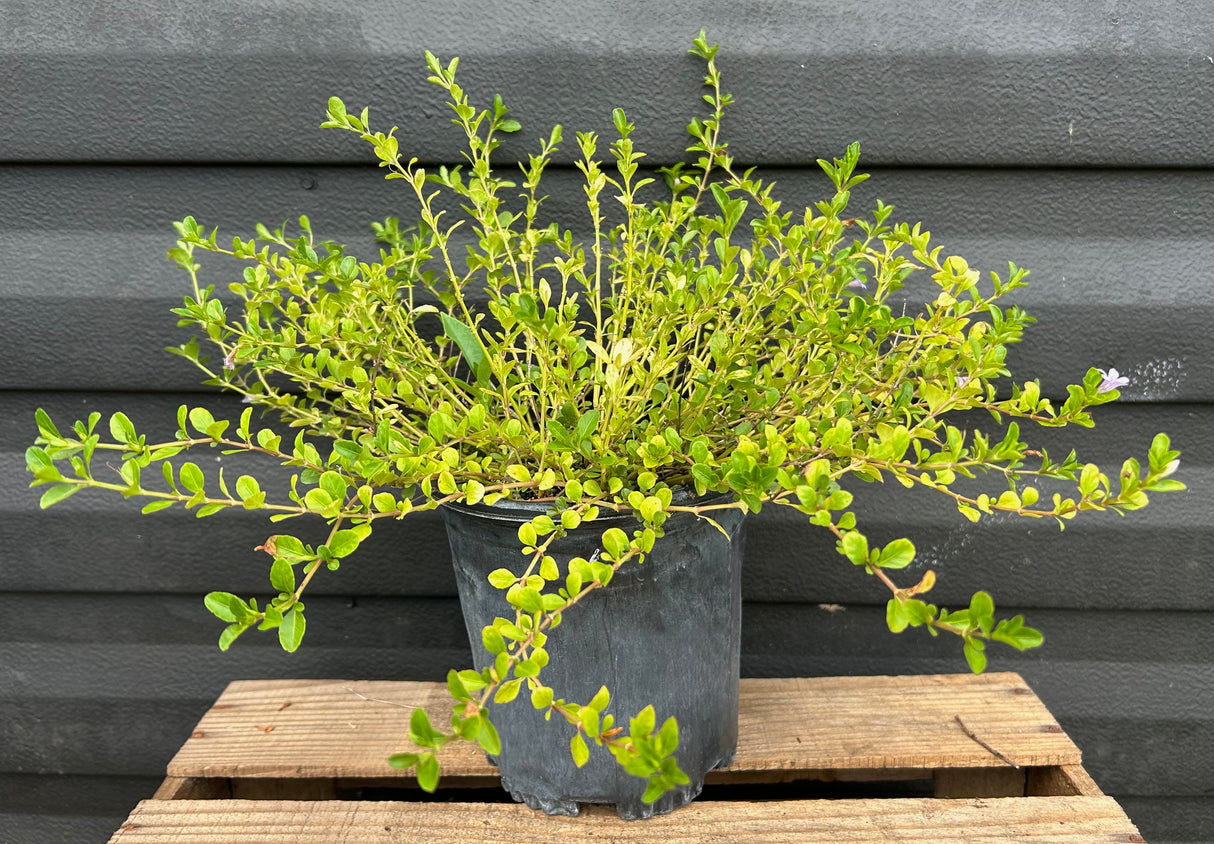 Twinflower Plant - oblong leaf