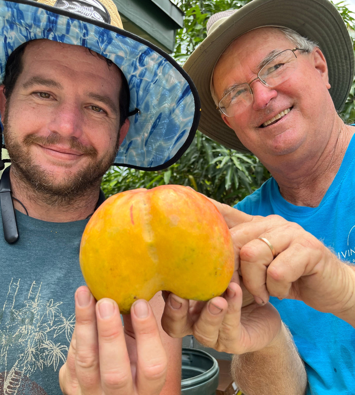 Mango Tree ‘Ugly Betty’