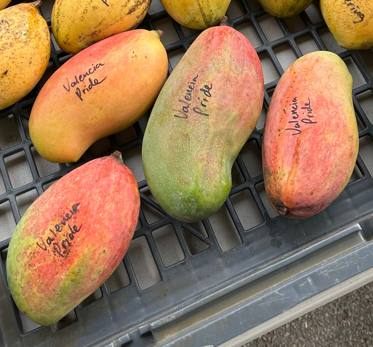 Mango Tree ‘Valencia Pride’