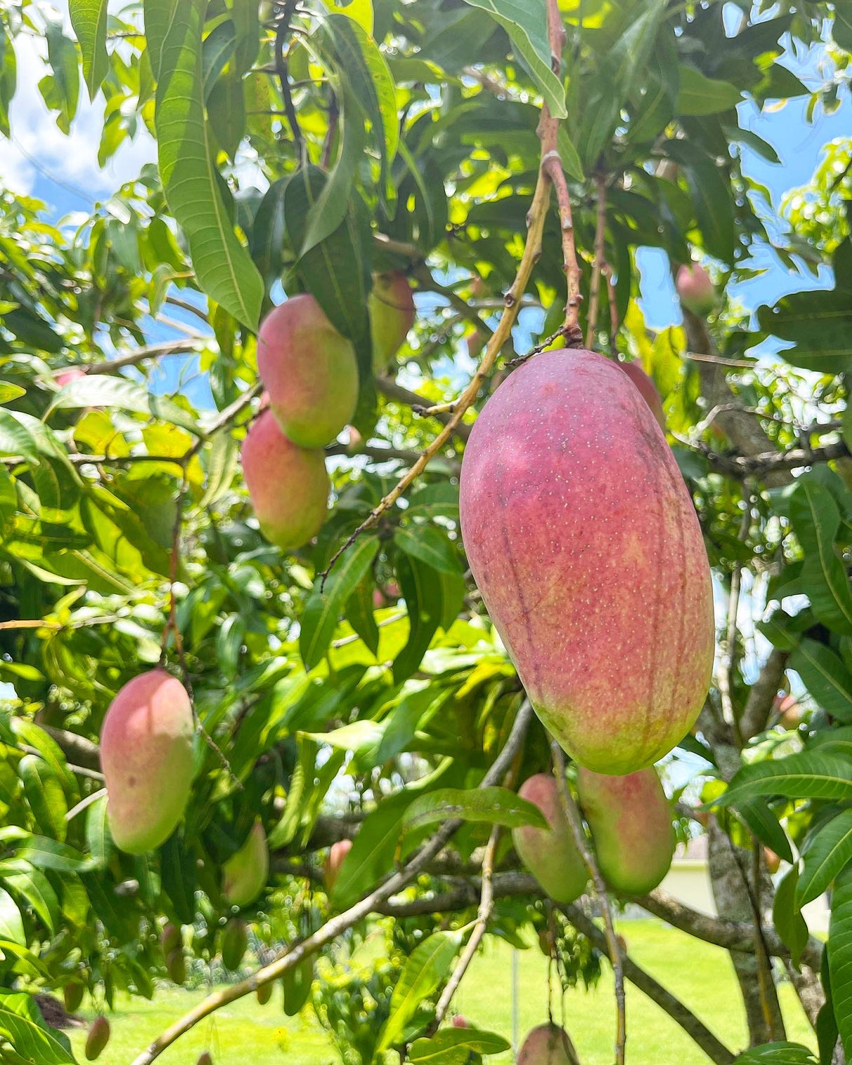 Mango Tree ‘Valencia Pride’