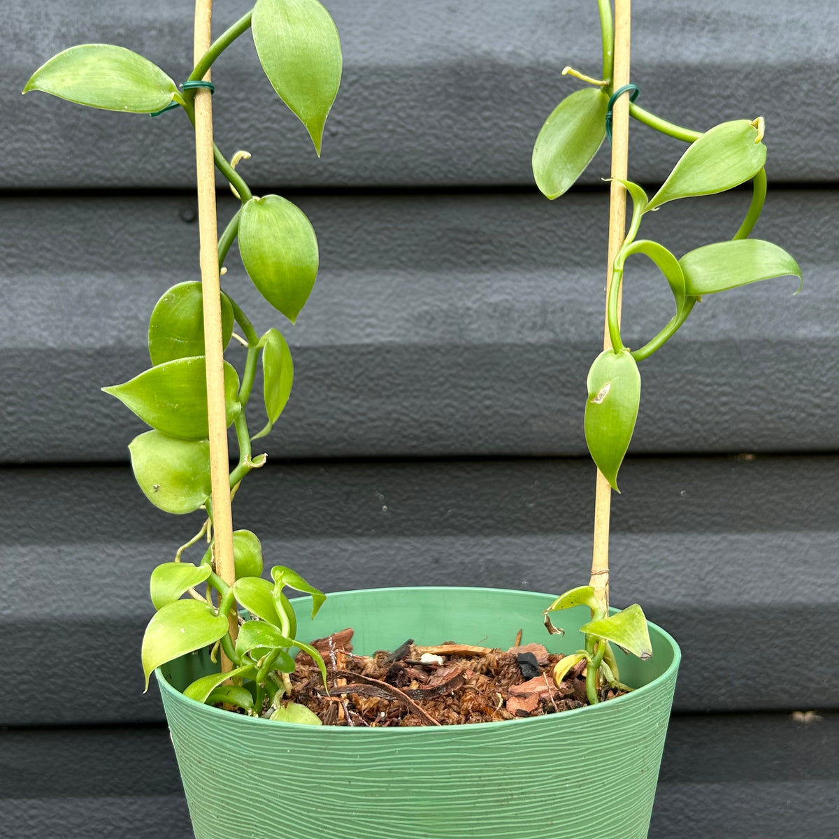 Vanilla Orchid – Incredible Edible Landscapes