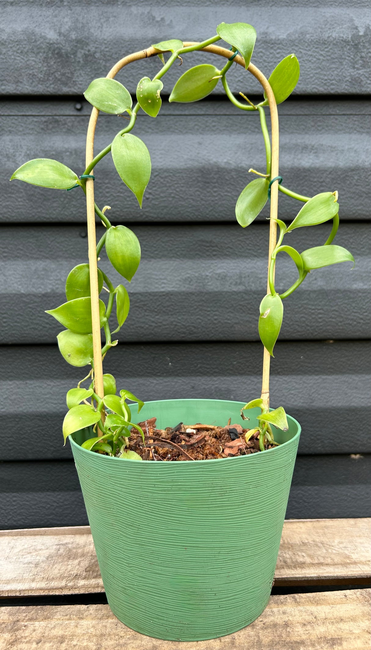 Vanilla Orchid