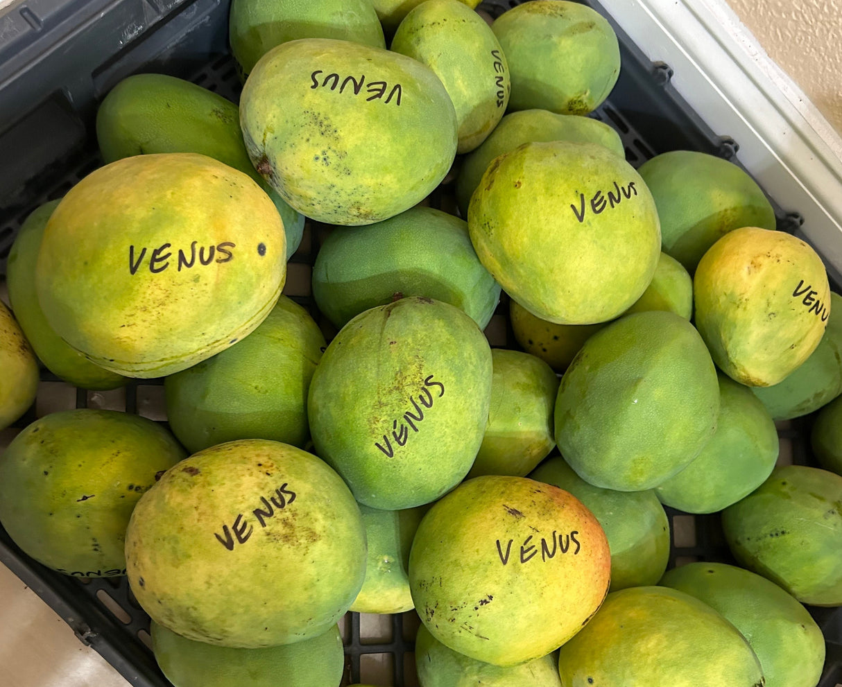 Mango Tree ‘Venus’