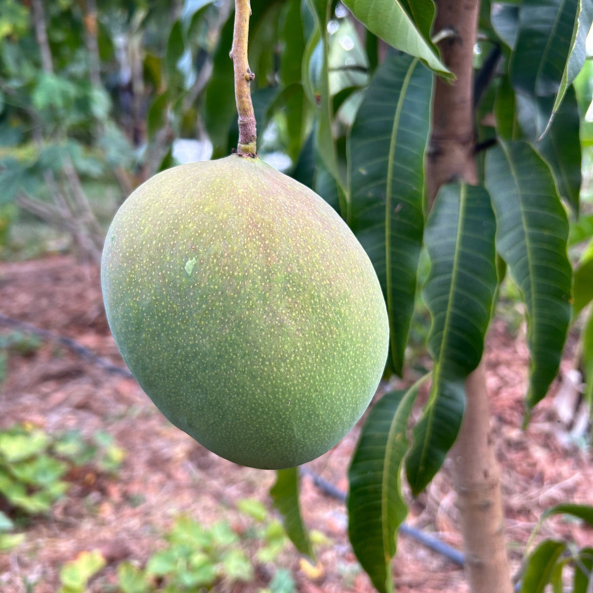 Mango Tree ‘Venus’