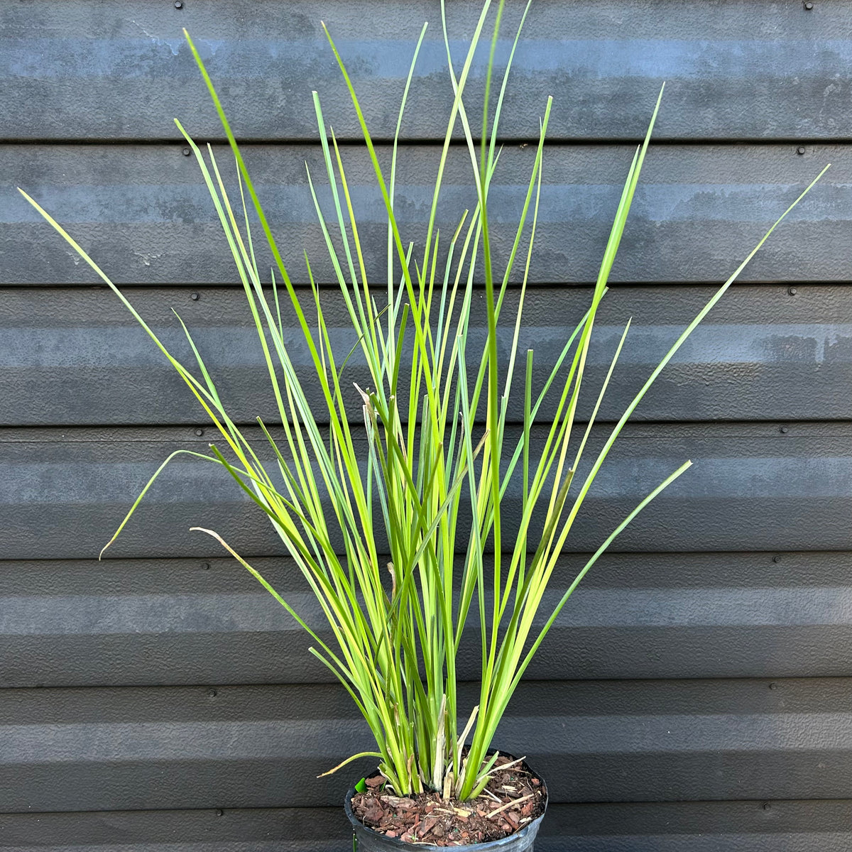 Vetiver Grass
