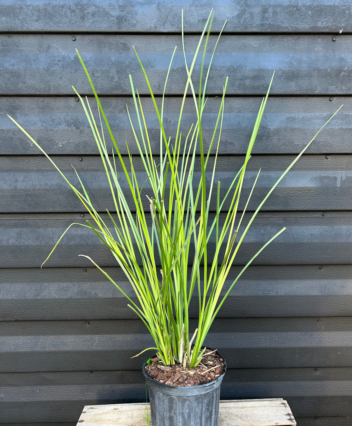 Vetiver Grass