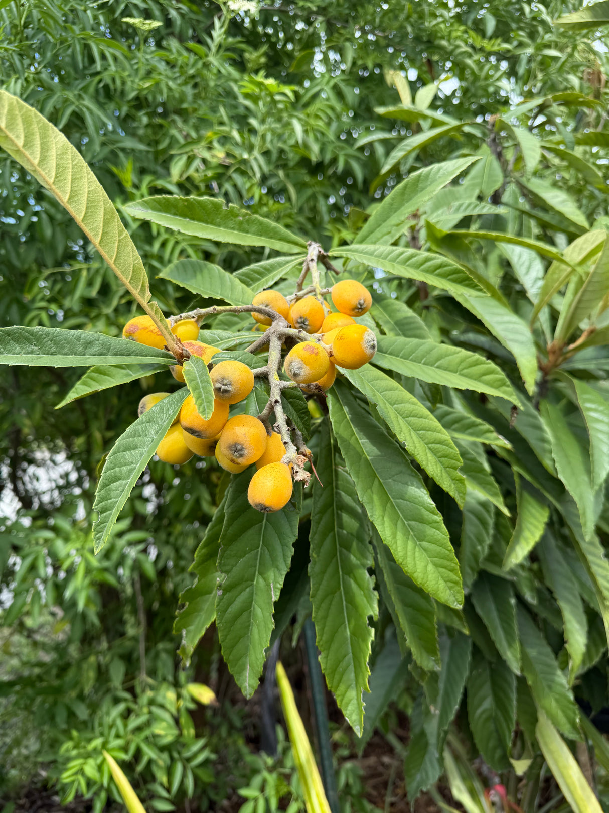 Loquat Tree 'Vista White'