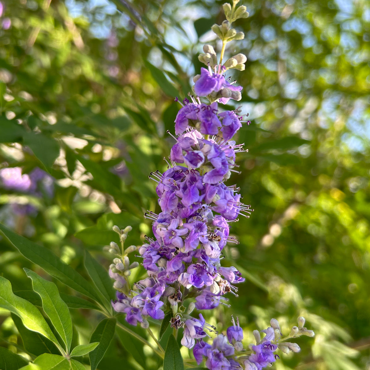 chasteberry plant Chaste Tree aka Vitex (Purple) – Incredible Edible Landscapes