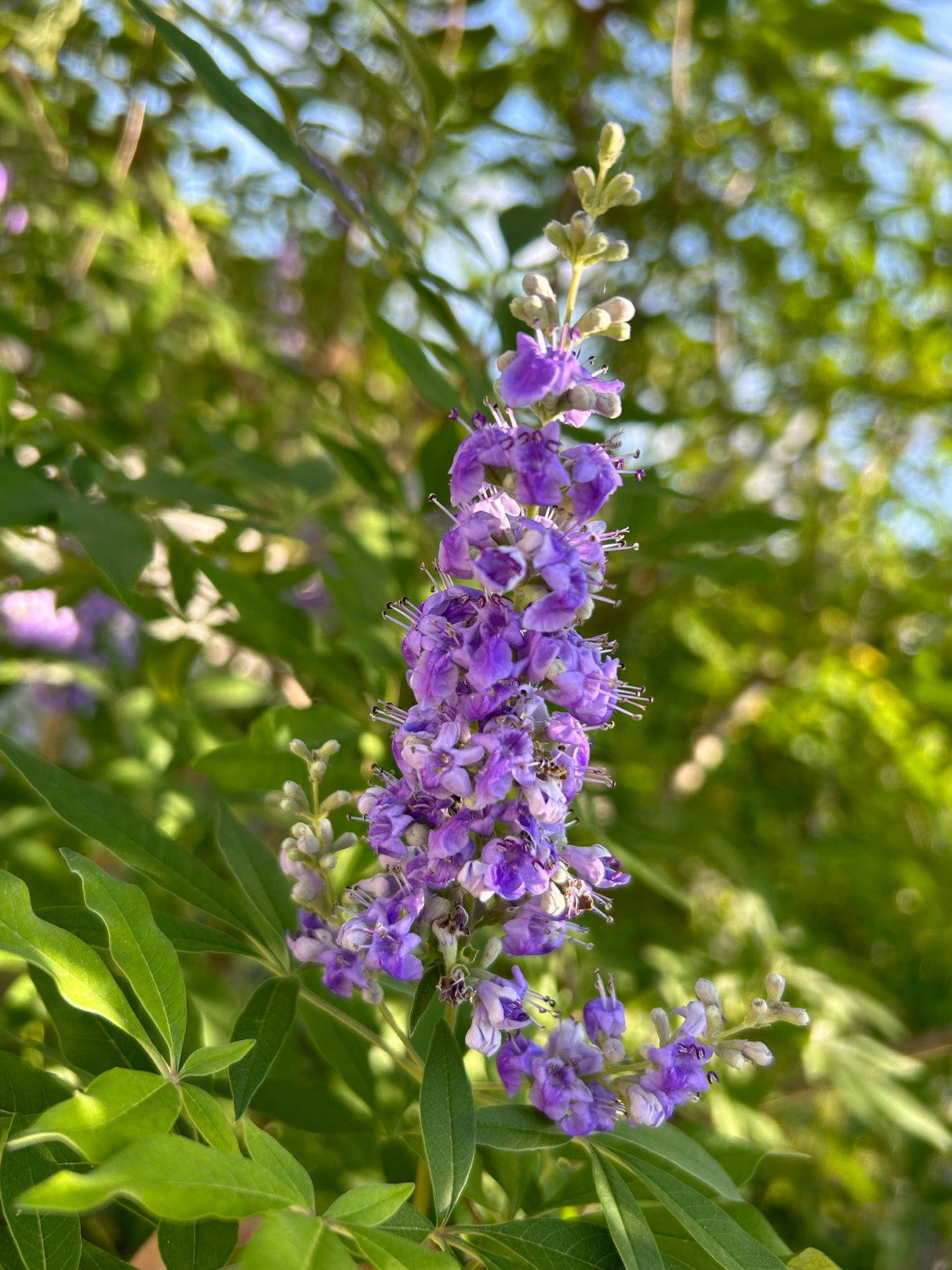Chaste Tree aka Vitex (Purple)