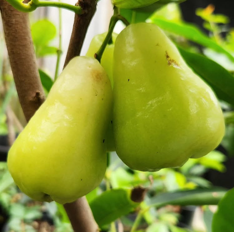 Wax Jambu - green