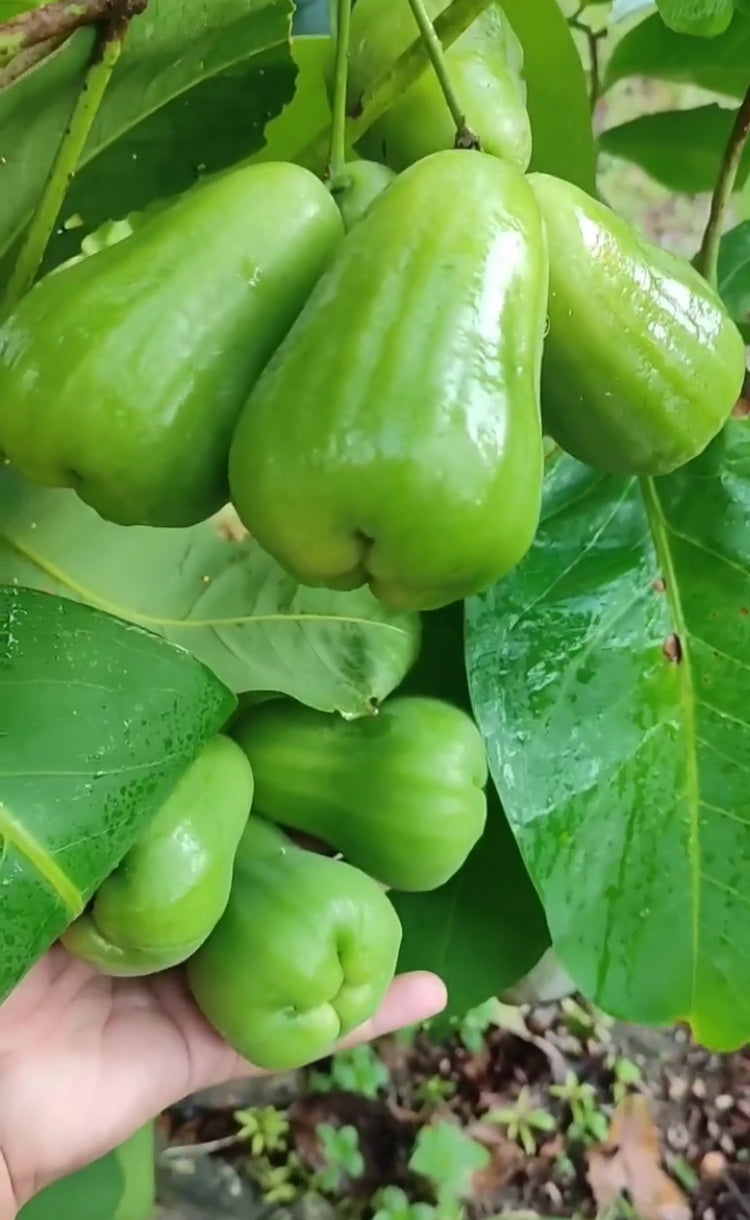Wax Jambu - green