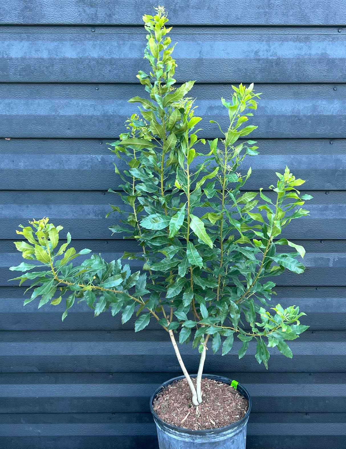 Wax Myrtle Tree