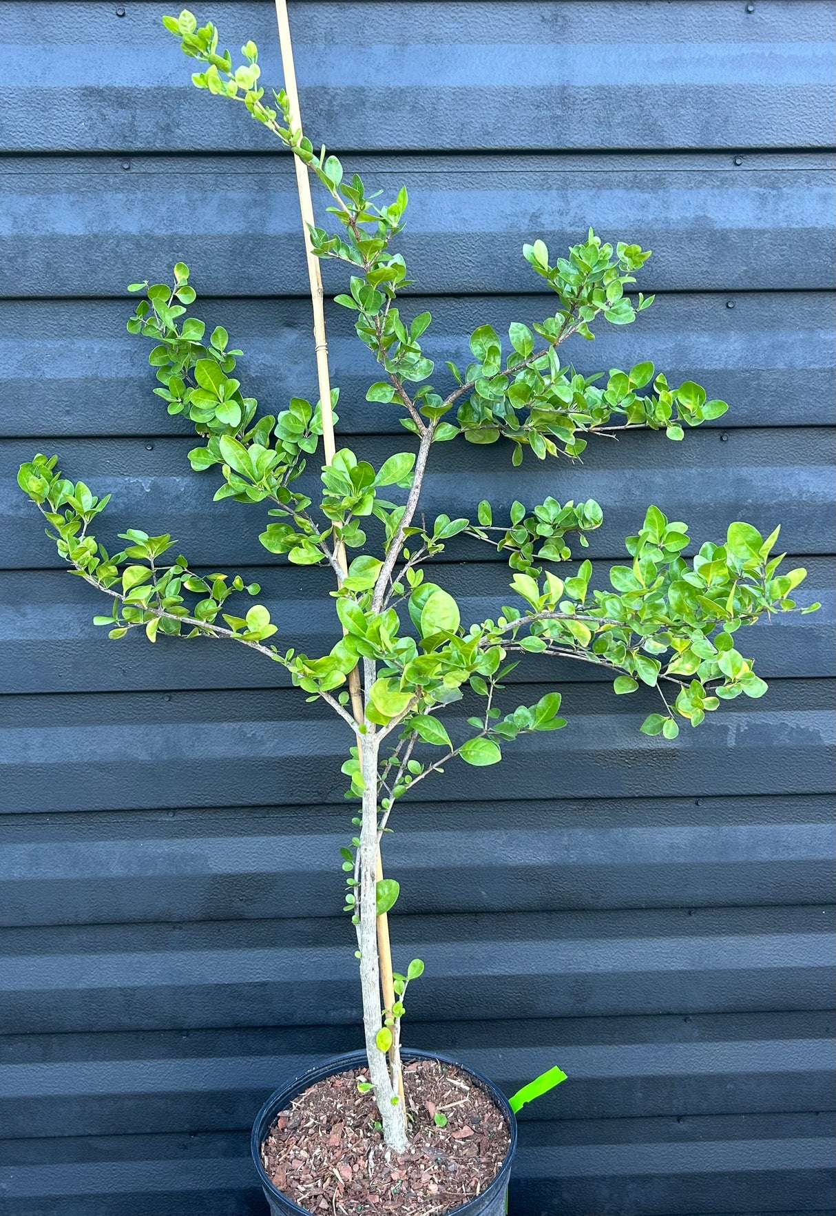 White Indigoberry Plant
