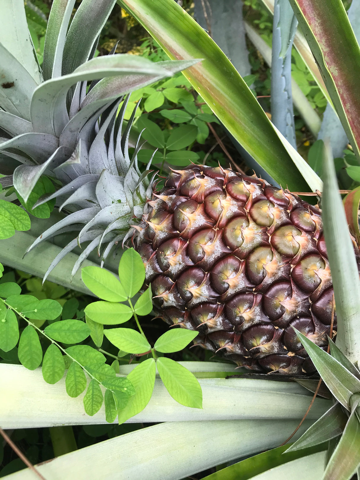Pineapple ‘White Jade’