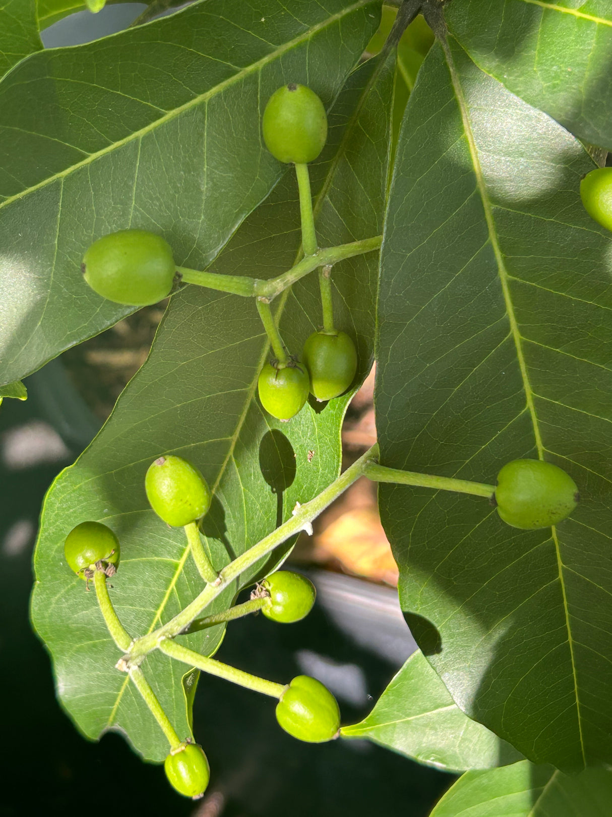 White Sapote Tree ‘Vernon’
