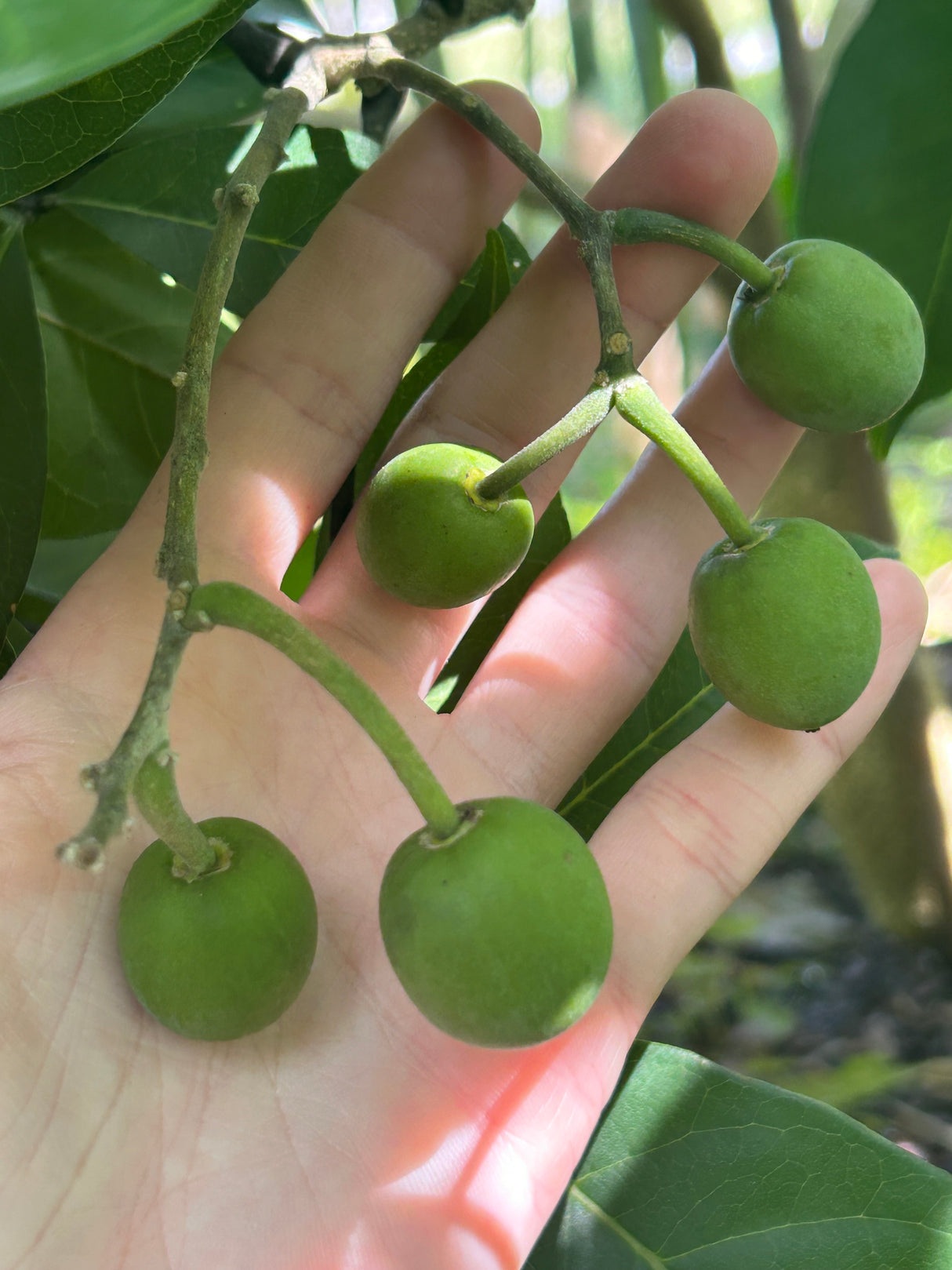 White Sapote Tree ‘Bonita Springs’