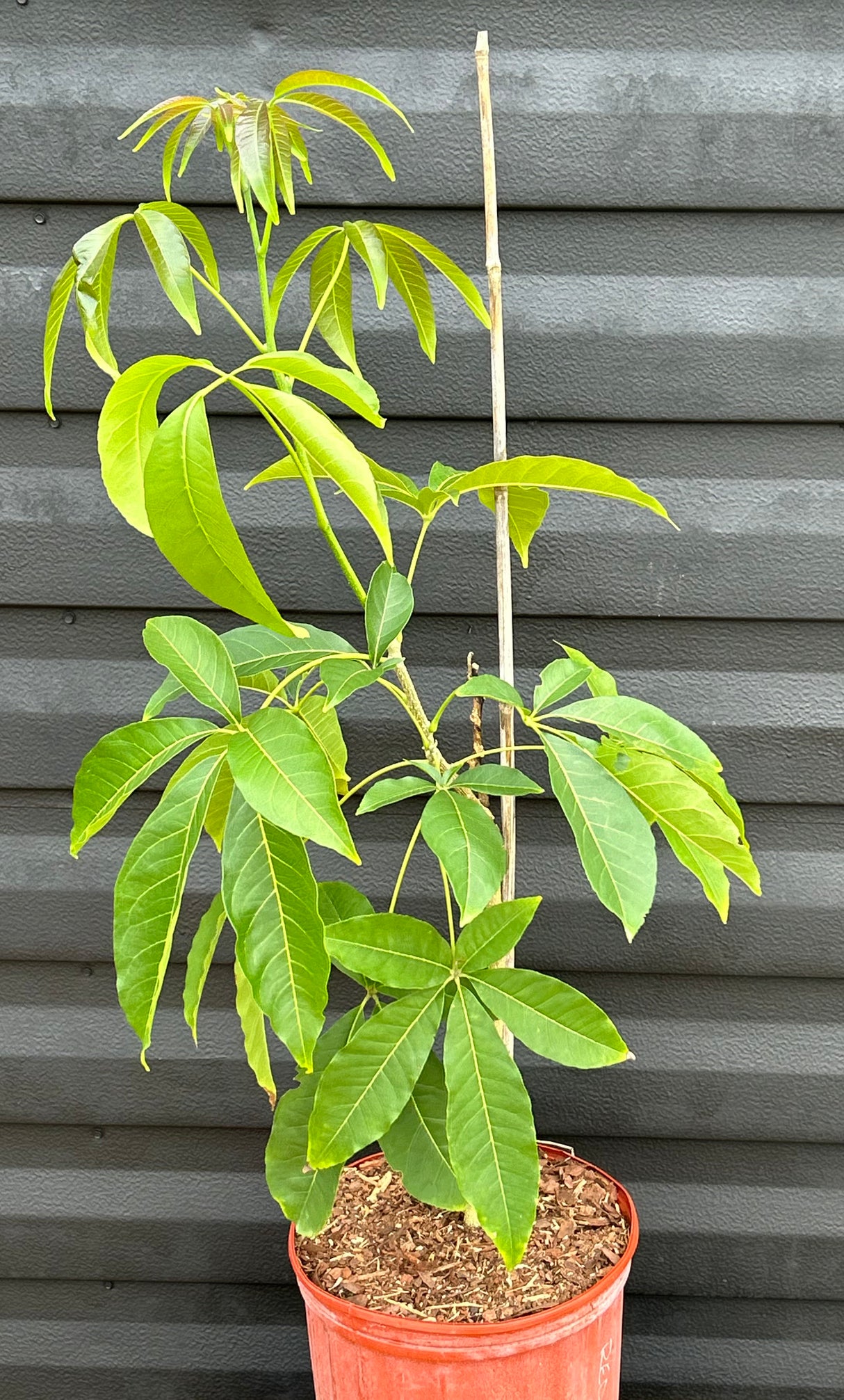 White Sapote Tree ‘Vernon’