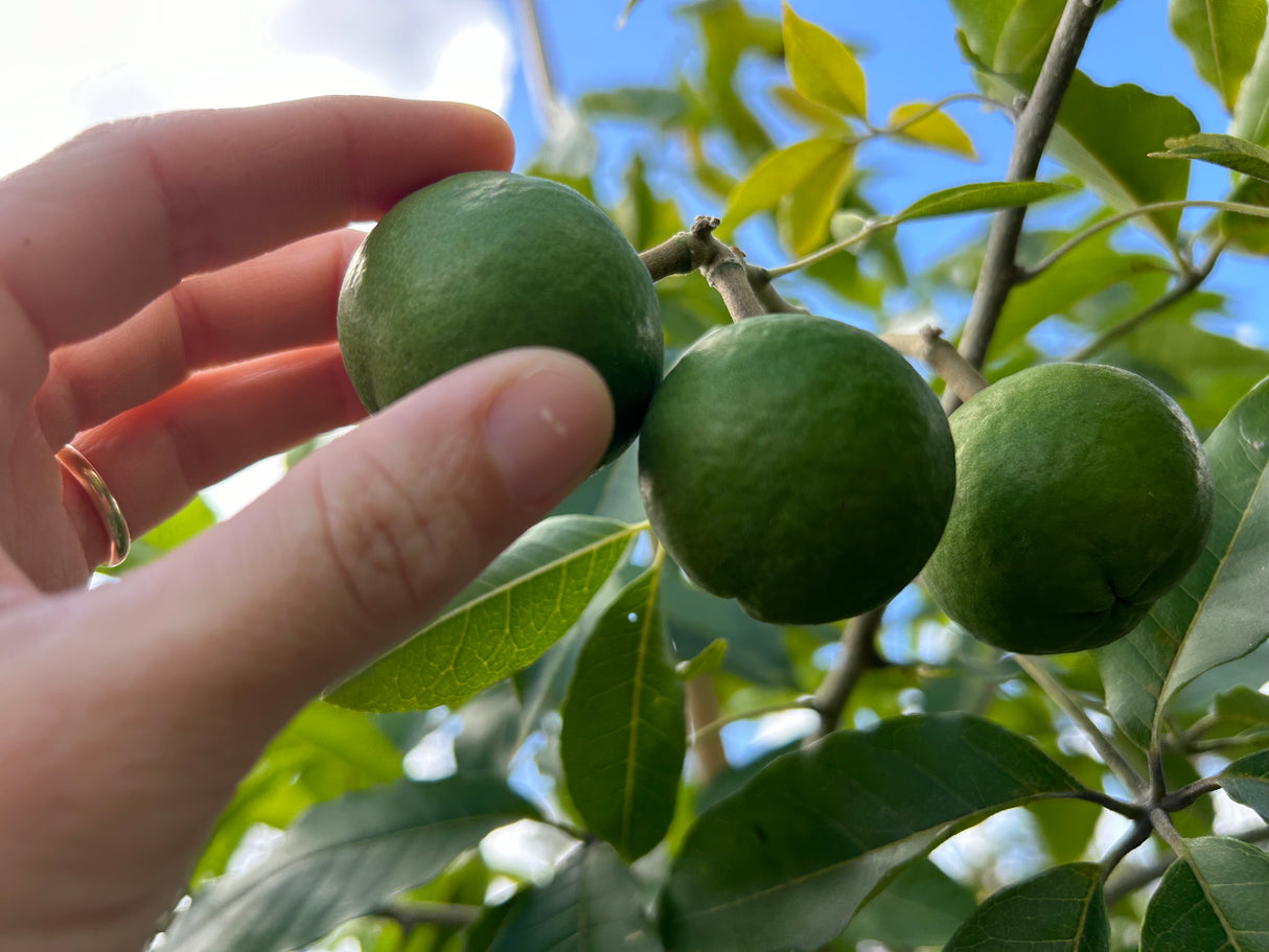 White Sapote Tree ‘Vernon’
