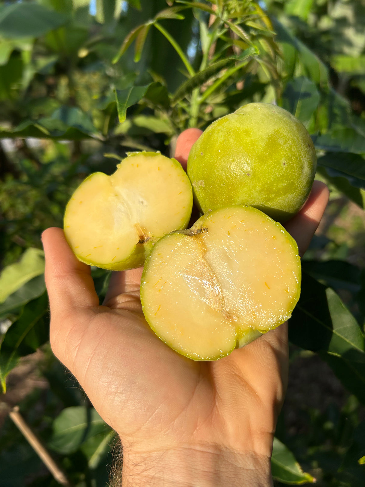 White Sapote Tree ‘Vernon’