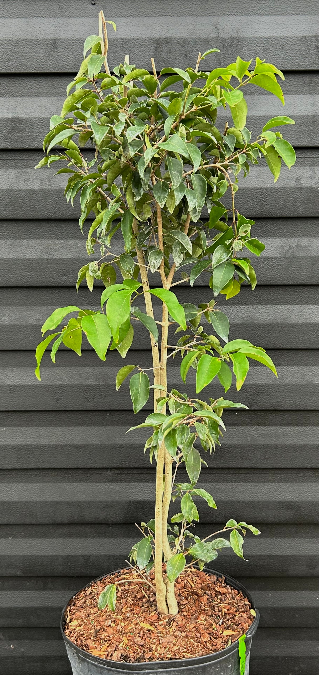 White Stopper Plant