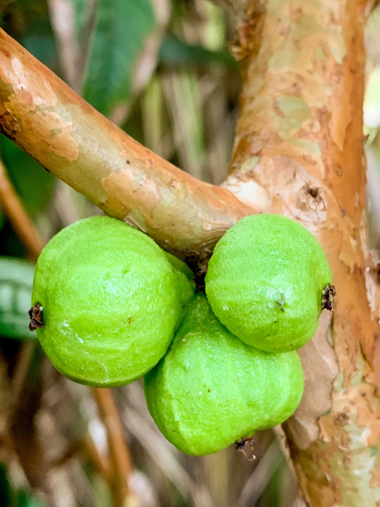 Jaboticaba Tree 'White' (Plinia aureana)