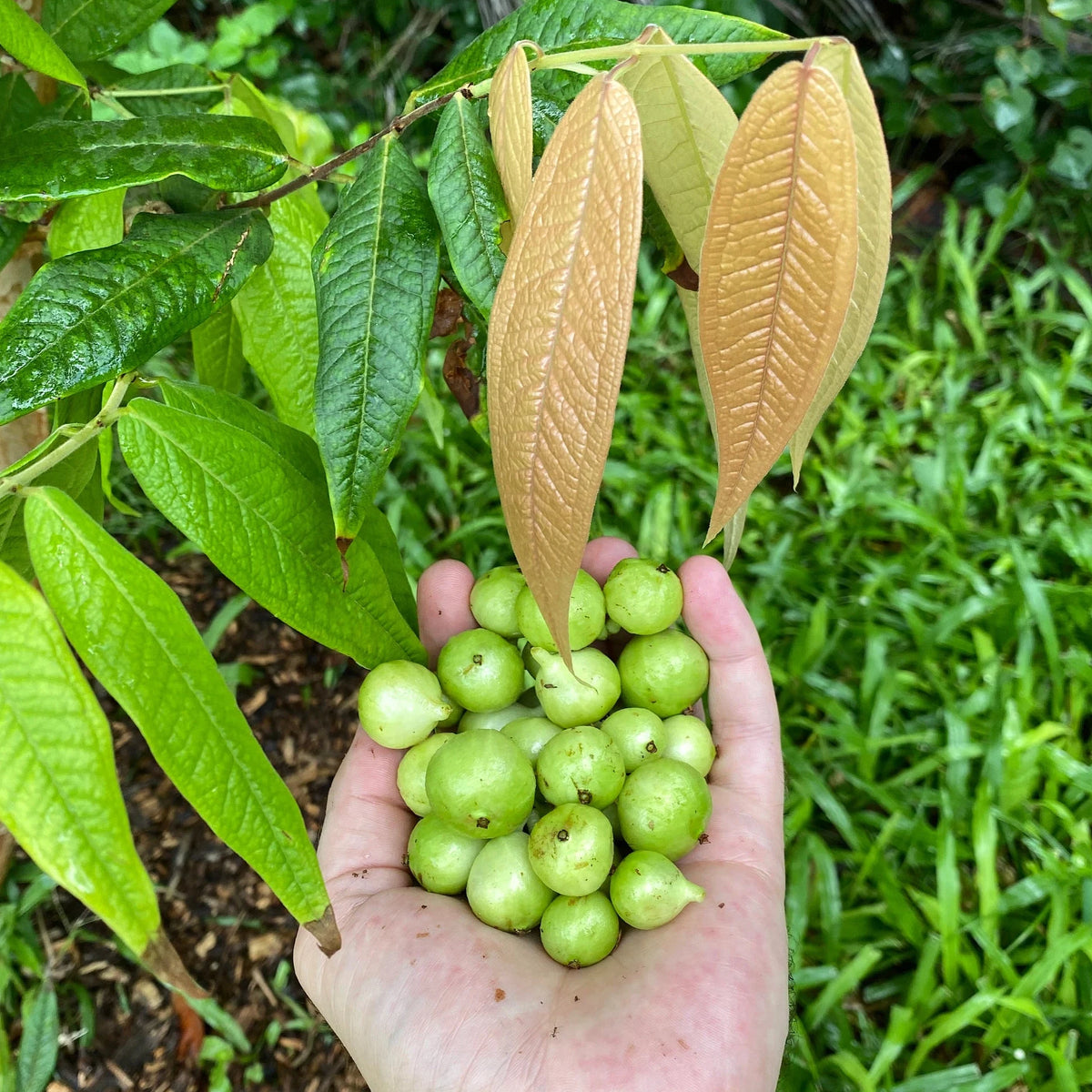 White_Jabo_P_aureana.webp?crop