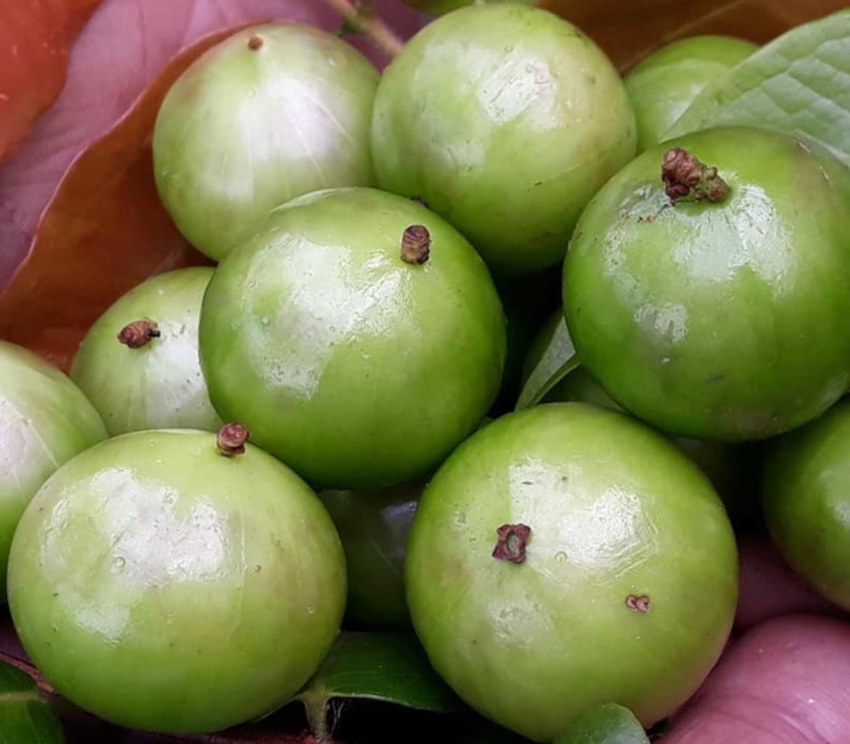 Jaboticaba Tree 'White' (Plinia phitrantha)