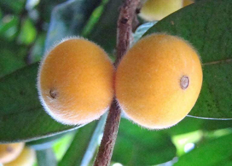 Jaboticaba Tree 'Yellow'