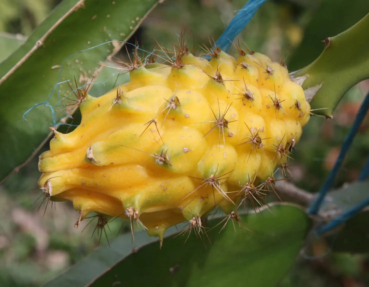 Dragonfruit 'Palora' (Yellow)