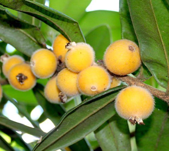 Jaboticaba Tree 'Yellow'