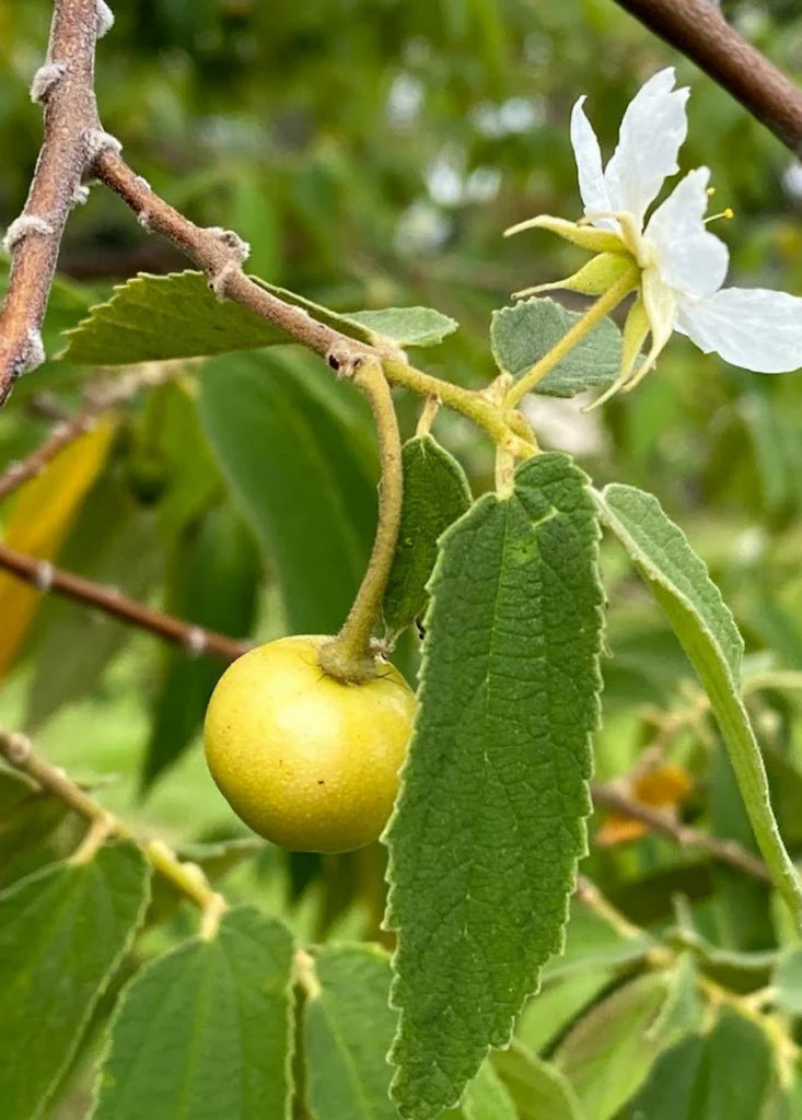 Strawberry Tree - yellow
