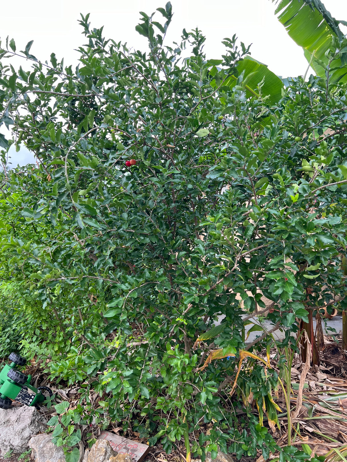Barbados Cherry 'Florida Sweet'