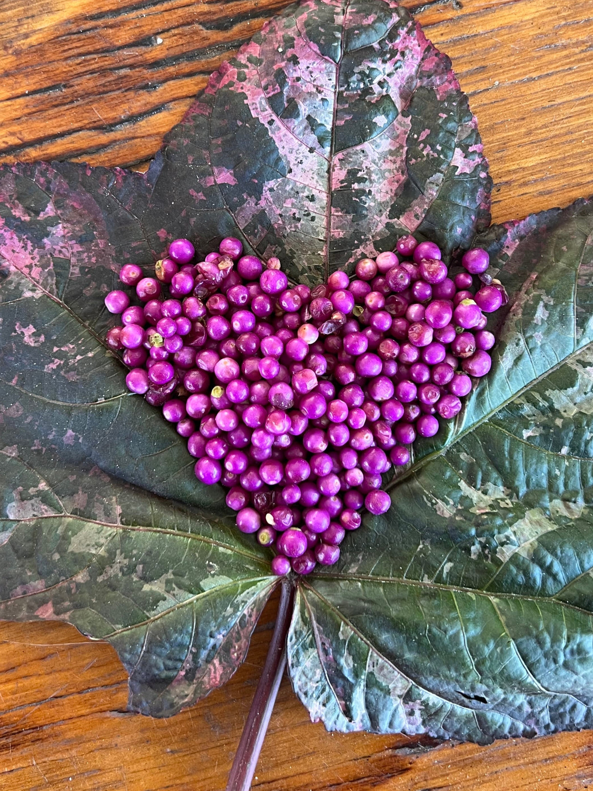 Beautyberry Plant