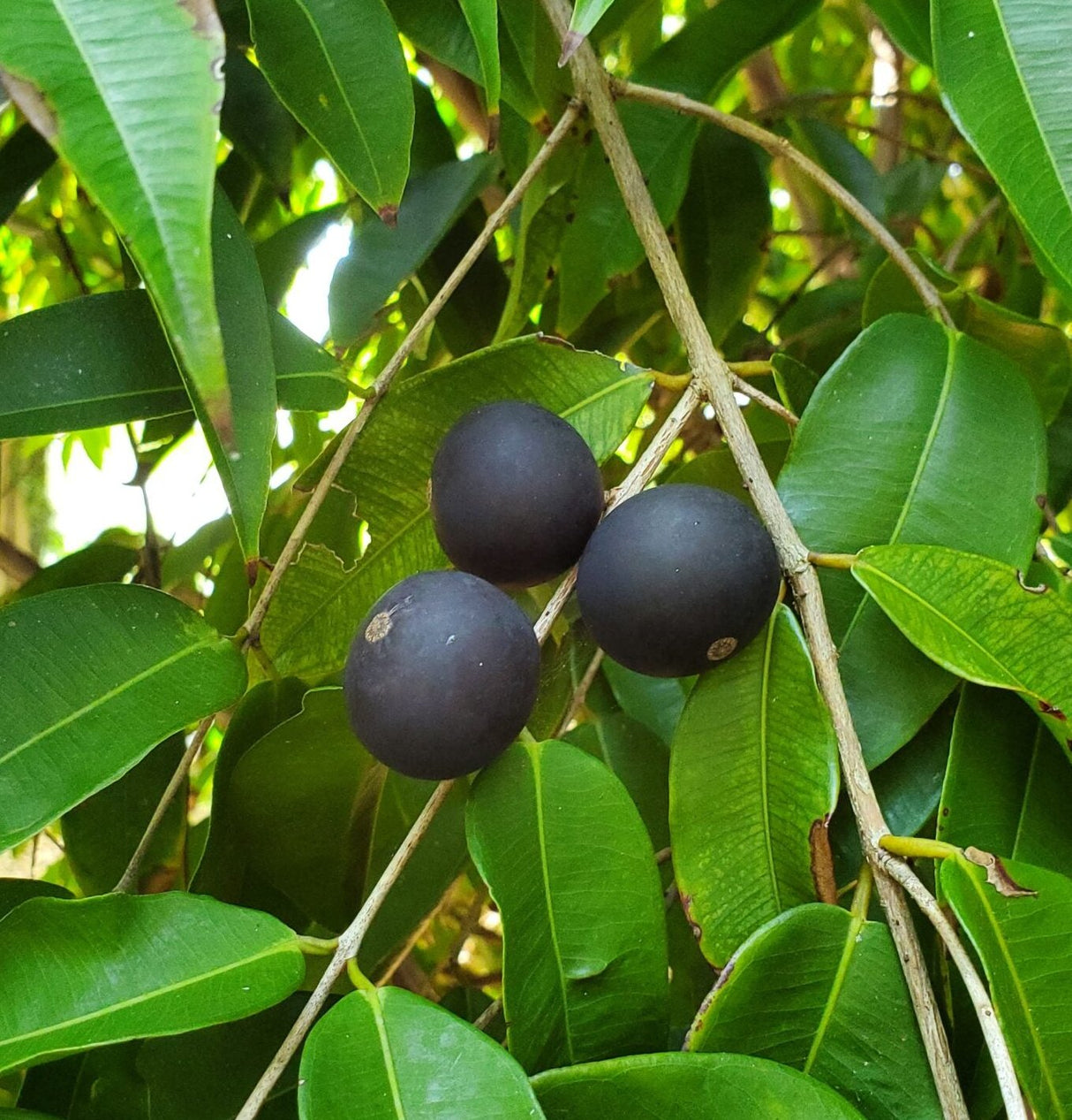 Jaboticaba Tree 'Blue Grape'