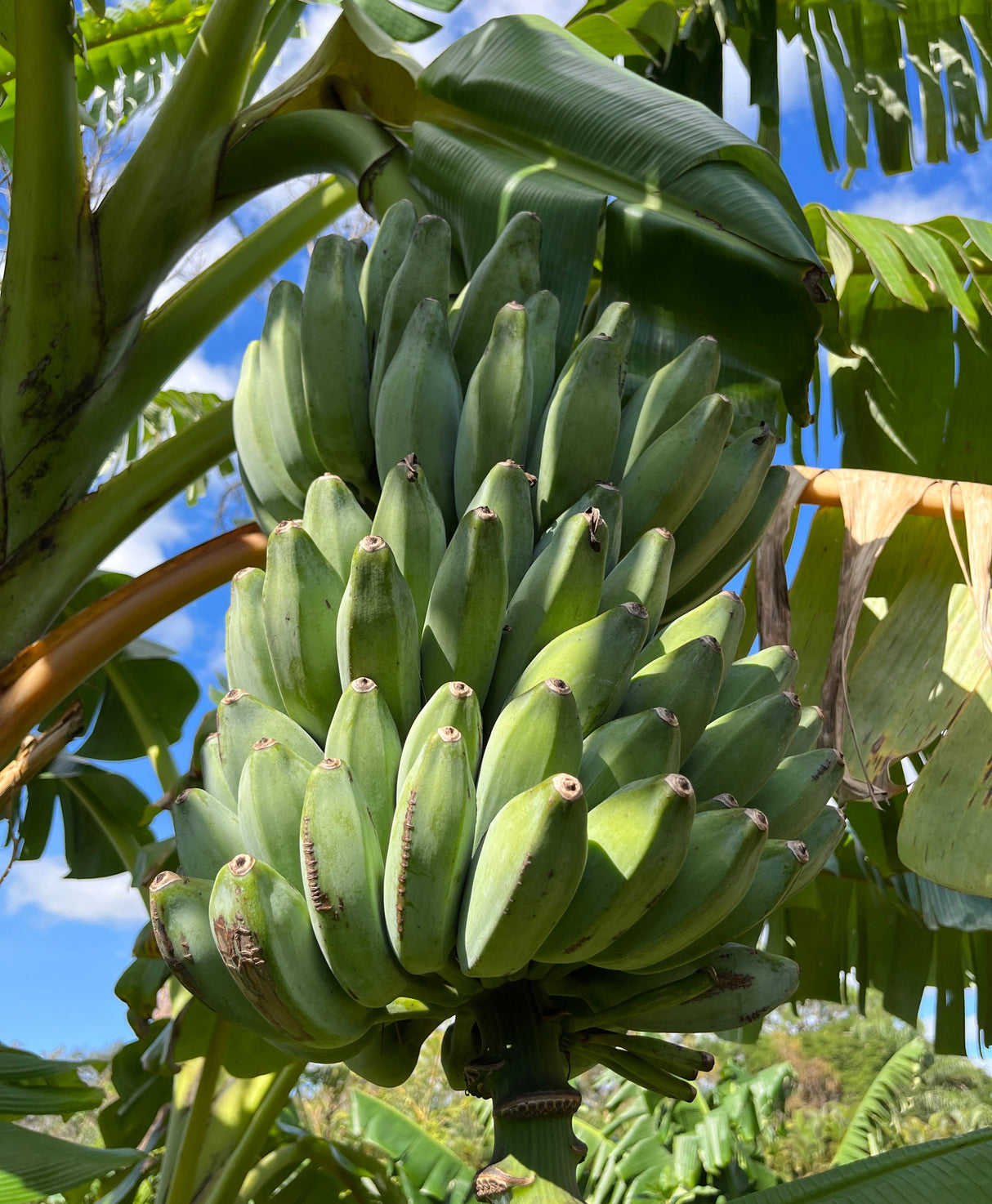 Banana Plant 'Blue Java'