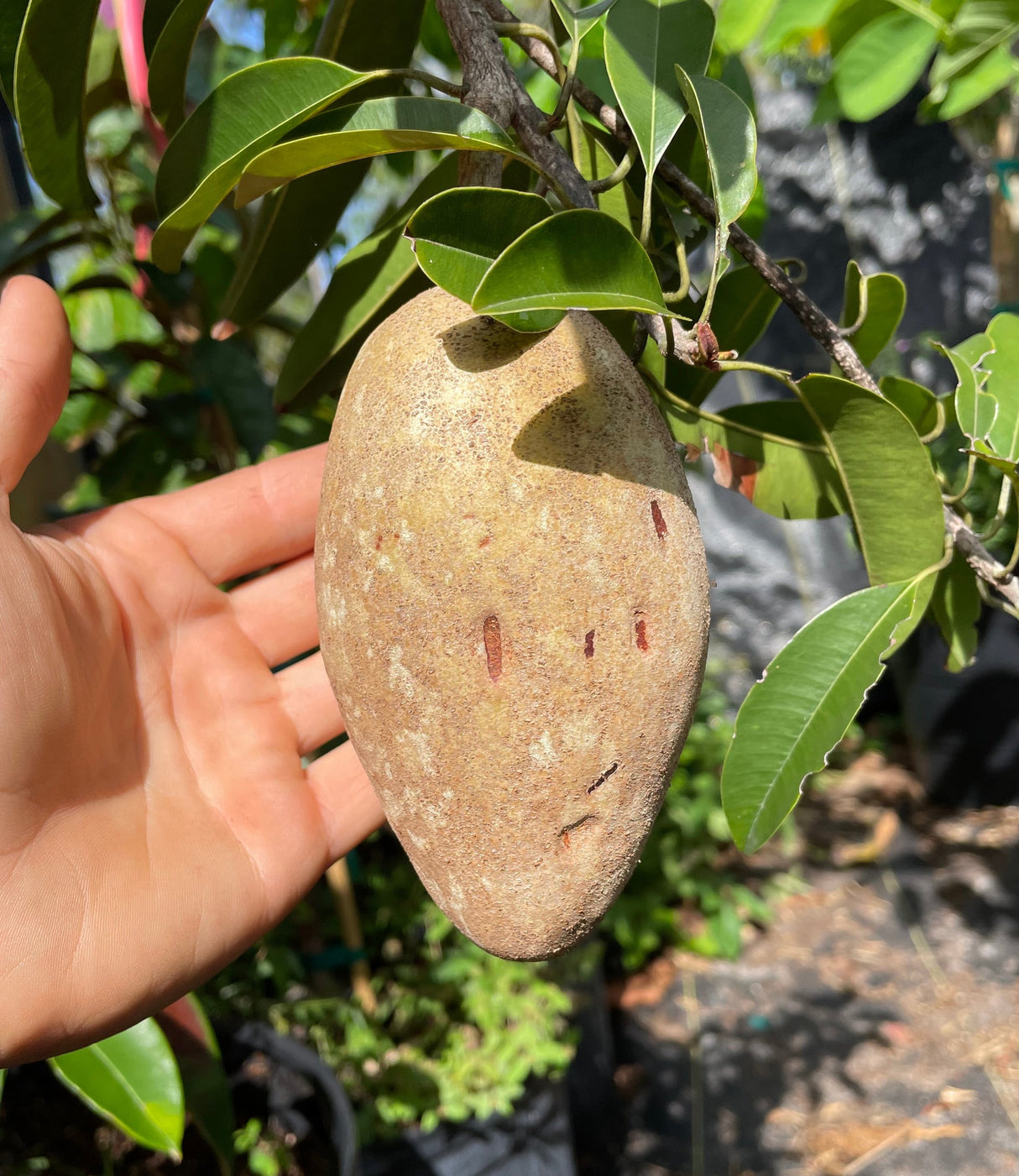Sapodilla Tree 'Butterscotch'