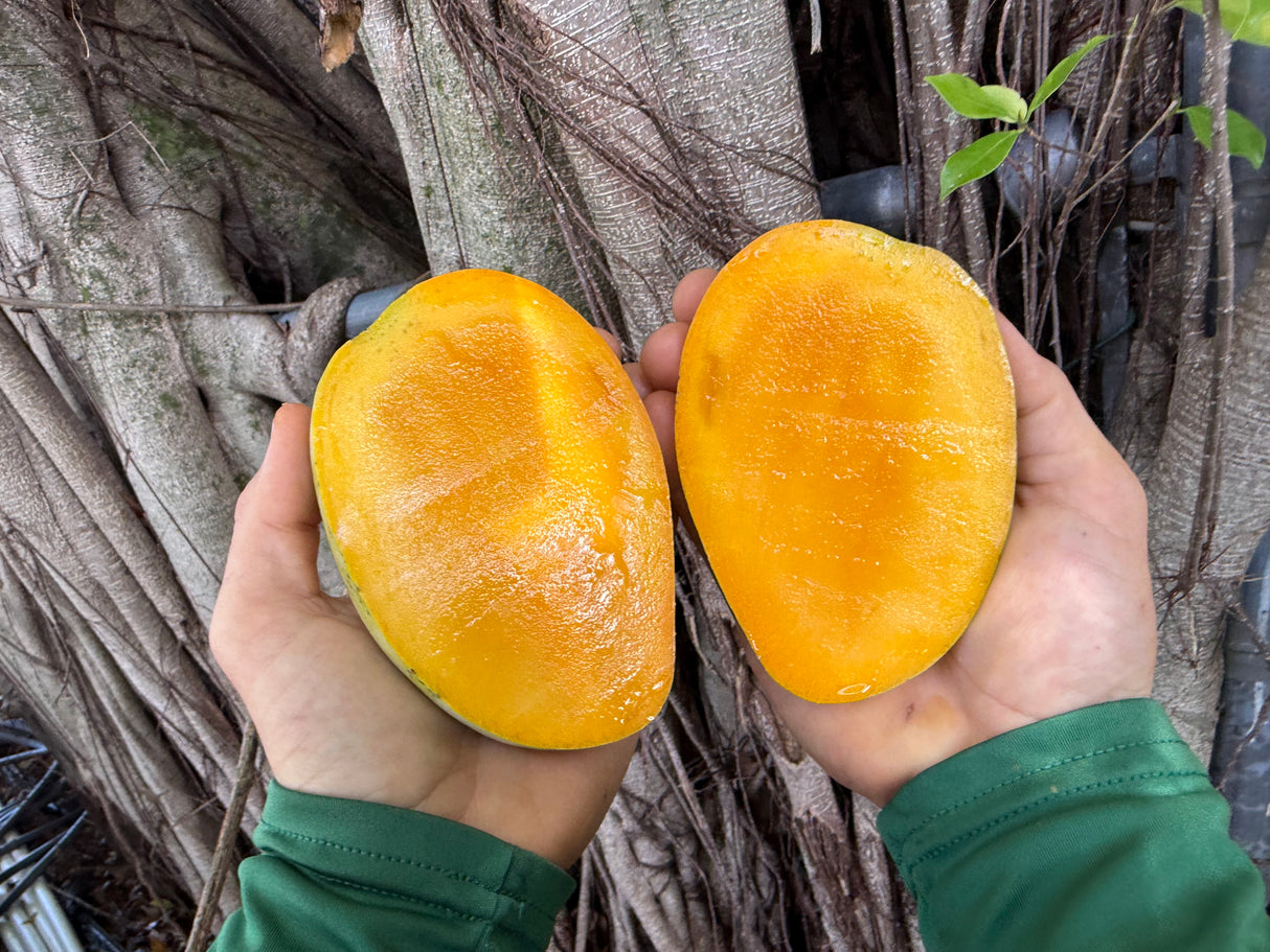 Mango Tree 'Cac’