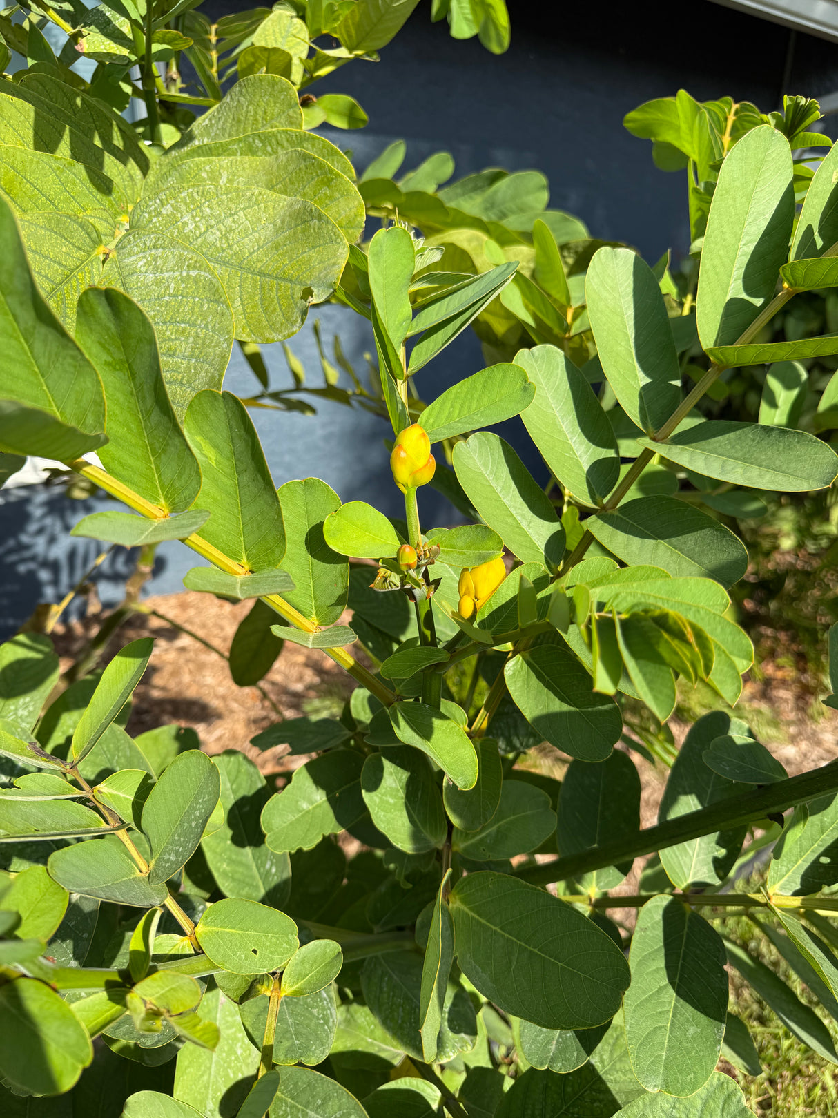 Candlestick Cassia Plant