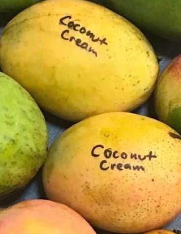 Mango Tree 'Coconut Cream’