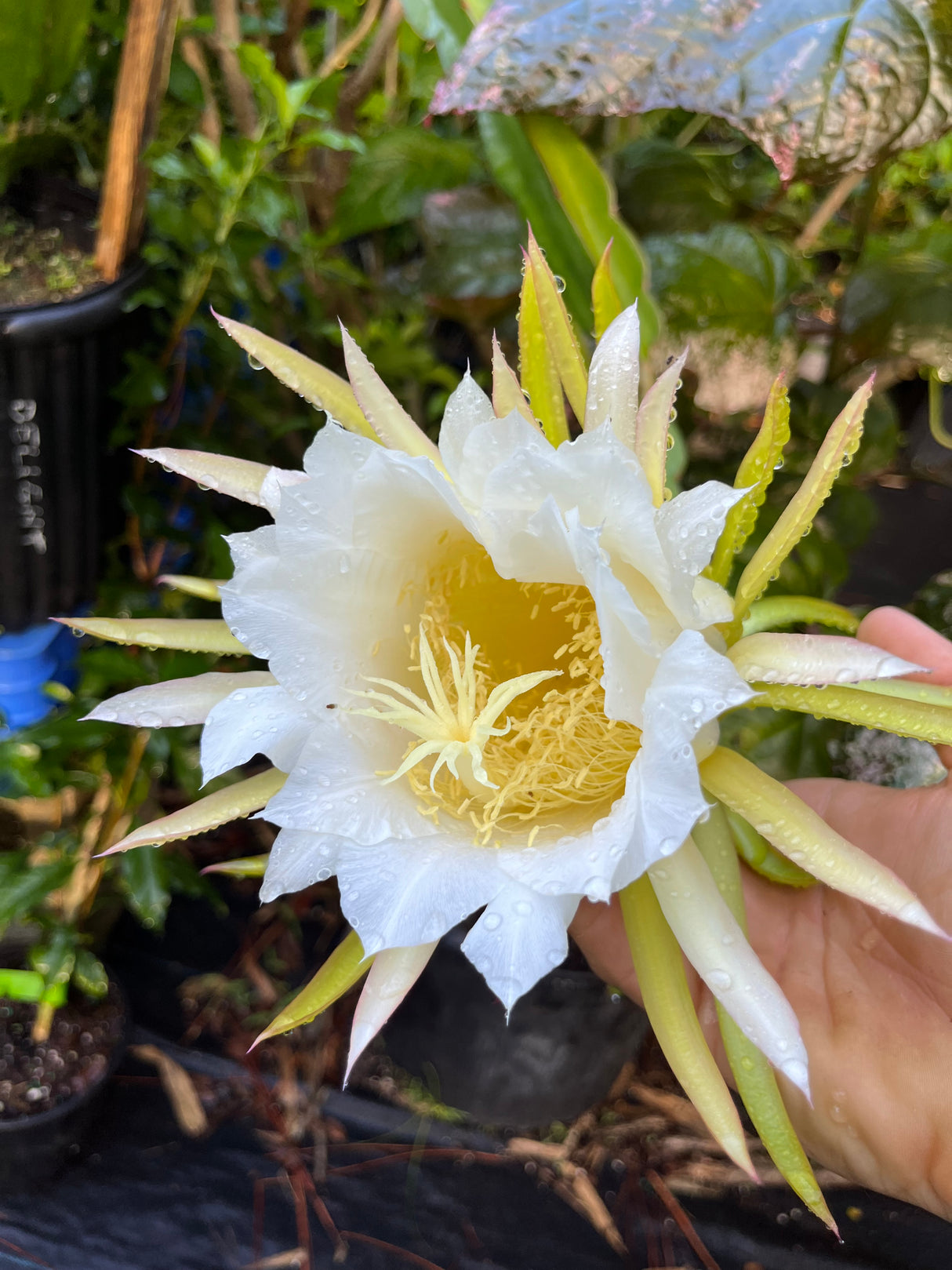 Dragonfruit 'Palora' (Yellow)