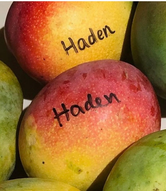 Mango Tree ‘Haden’