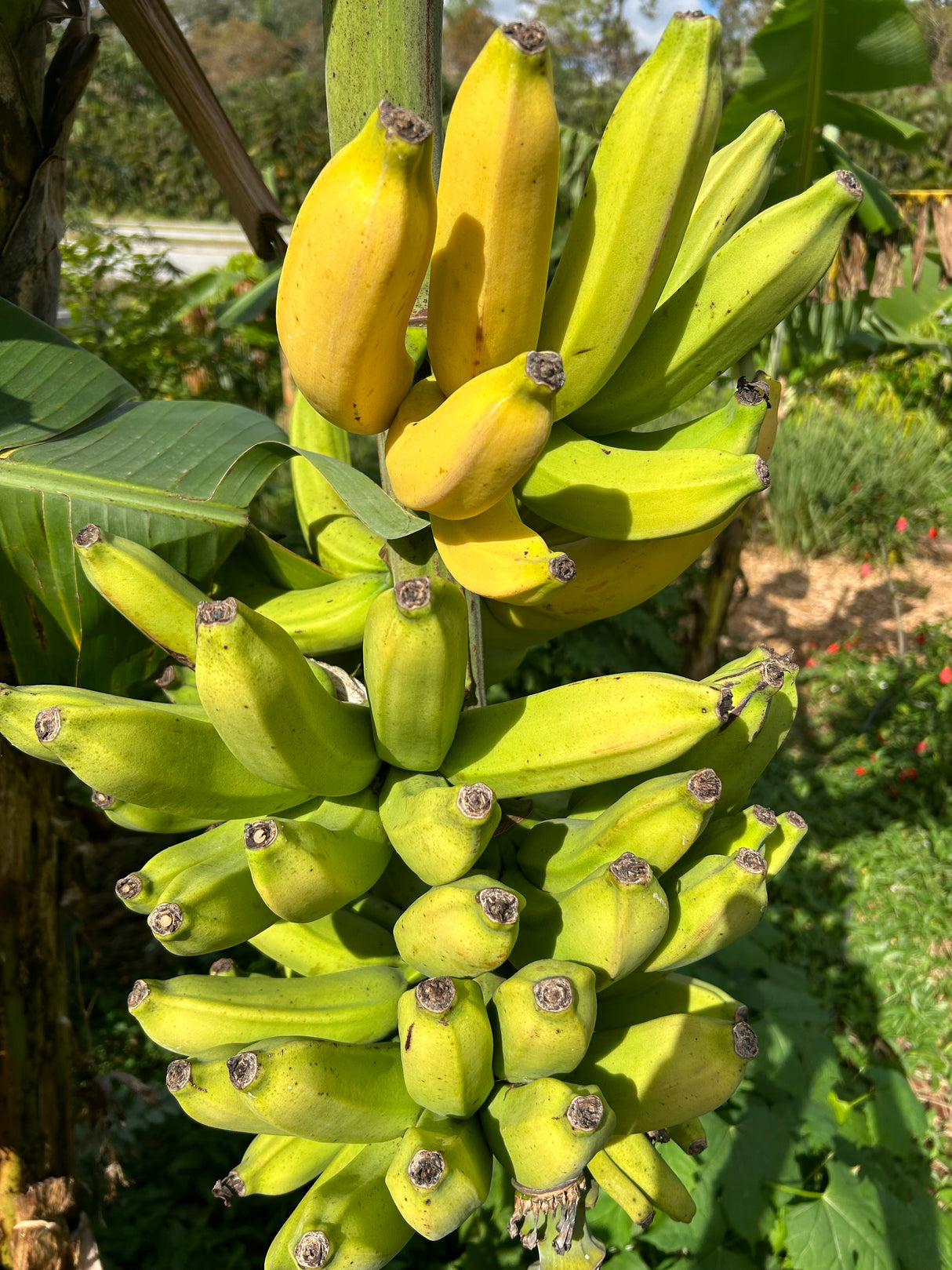 Banana Plant 'High Noon' SH-3640